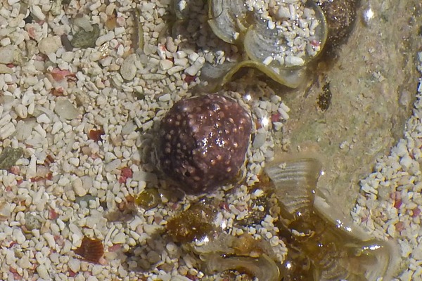 Sea Snails - Warty Cyclostreme Sea Snails - Warty Cyclostreme