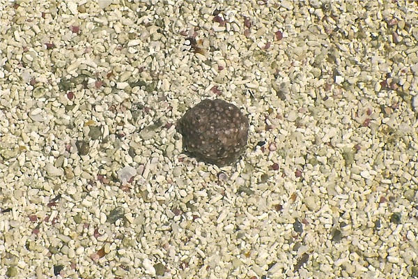 Sea Snails - Warty Cyclostreme Sea Snails - Warty Cyclostreme