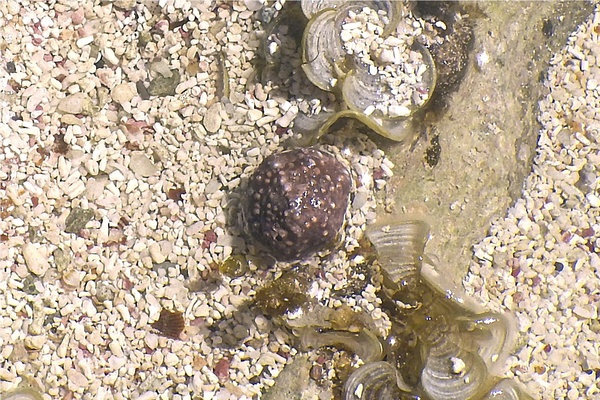 Sea Snails - Warty Cyclostreme Sea Snails - Warty Cyclostreme