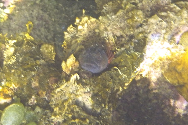 Blennies - Hairy Blenny