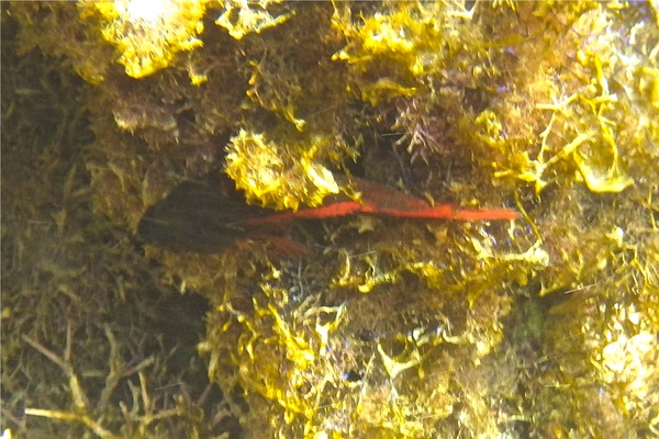 Blennies - Hairy Blenny