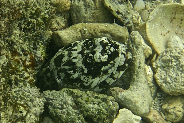 Jawfish - Mottled Jawfish