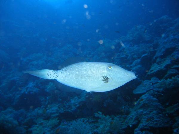 Filefish - Scrawled Filefish