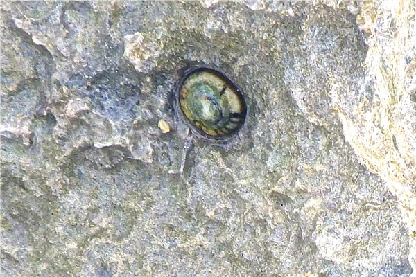 Limpets - Tortoiseshell Limpet Limpets - Tortoiseshell Limpet