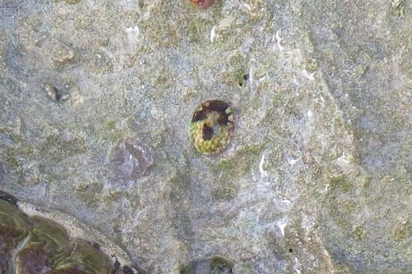 Limpets - Tortoiseshell Limpet Limpets - Tortoiseshell Limpet