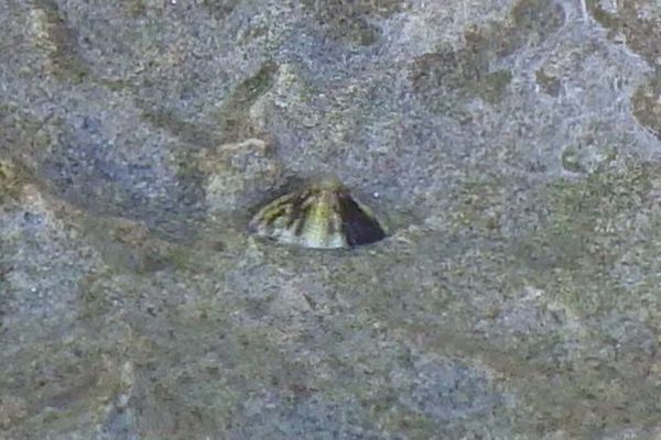 Limpets - Tortoiseshell Limpet Limpets - Tortoiseshell Limpet