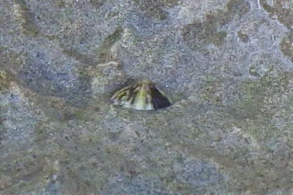 Limpets - Tortoiseshell Limpet