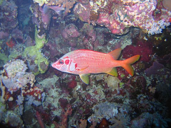 Squirrelfish - Long-jawed Squirrelfish