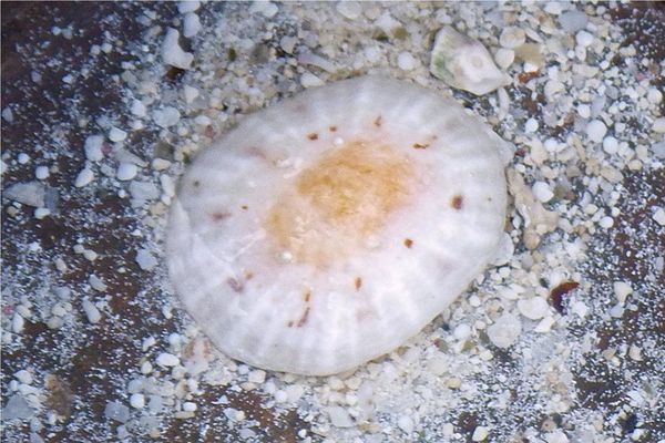 Limpets - Spotted Limpet Limpets - Spotted Limpet