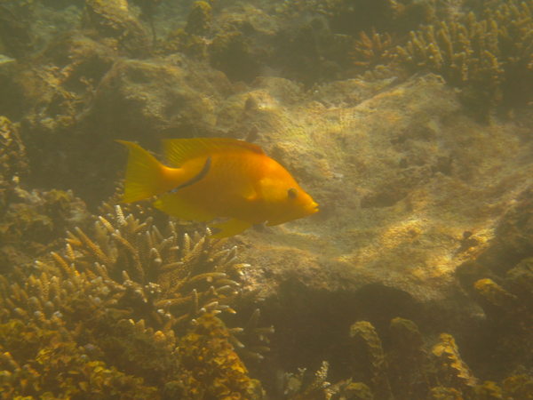 Wrasse - Slingjaw Wrasse