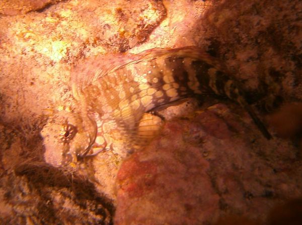 Blennies - Tompot Blenny