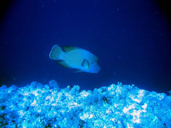 Wrasse - Humphead Wrasse