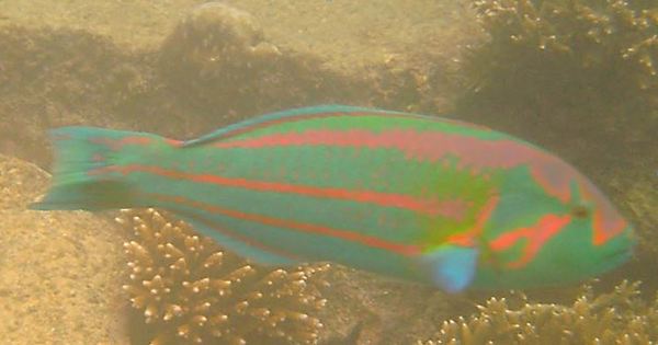 Wrasse - Surge Wrasse