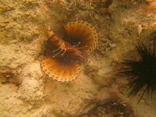 Lionfish - Zebra lionfish