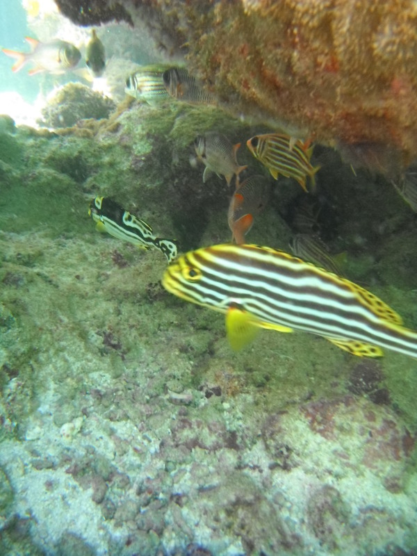 Grunts - Indian Ocean Oriental Sweetlips