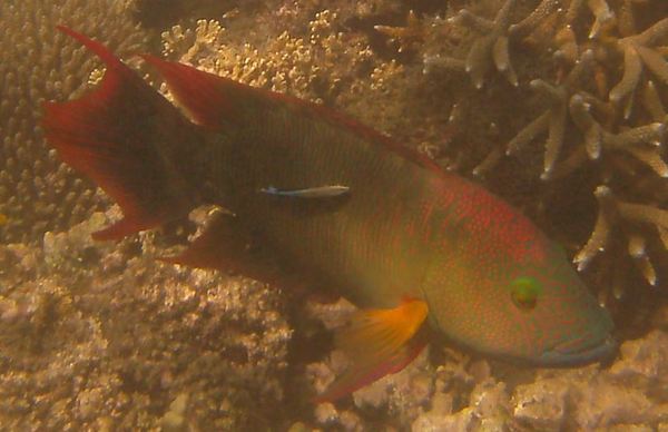 Wrasse - Tripletail Wrasse