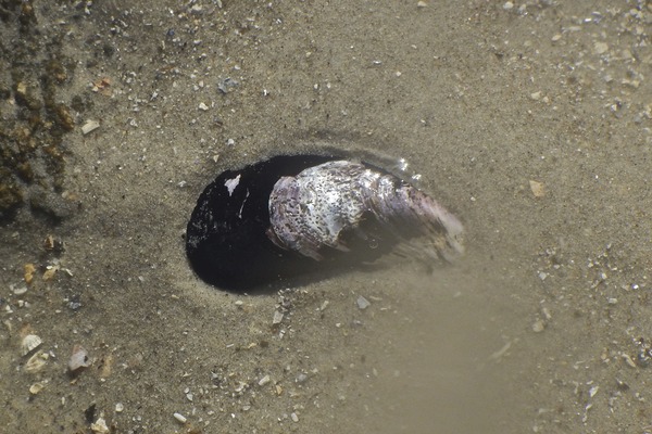 Bivalve Mollusc - Ribbed Mussel