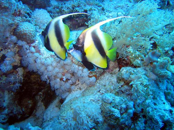 Butterflyfish - Red Sea Bannerfish