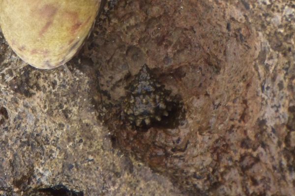 Sea Snails - False Prickly Winkle