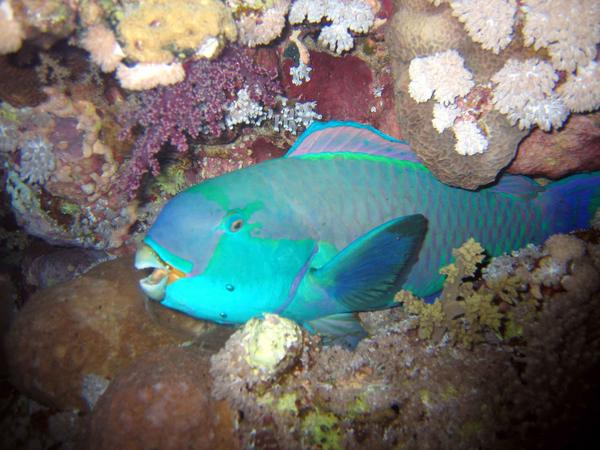 Parrotfish - Steepheaded Parrotfish