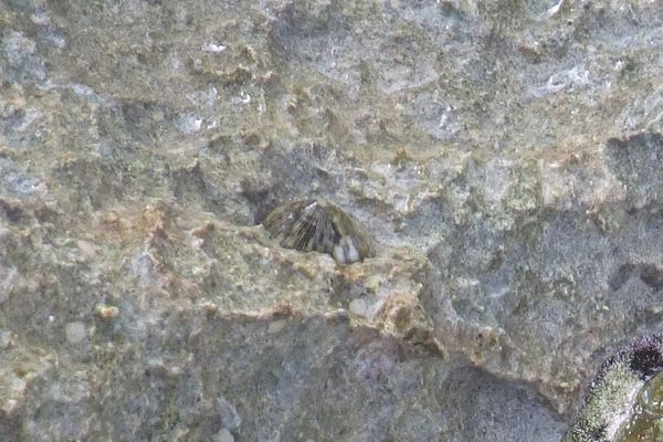 Limpets - Tortoiseshell Limpet