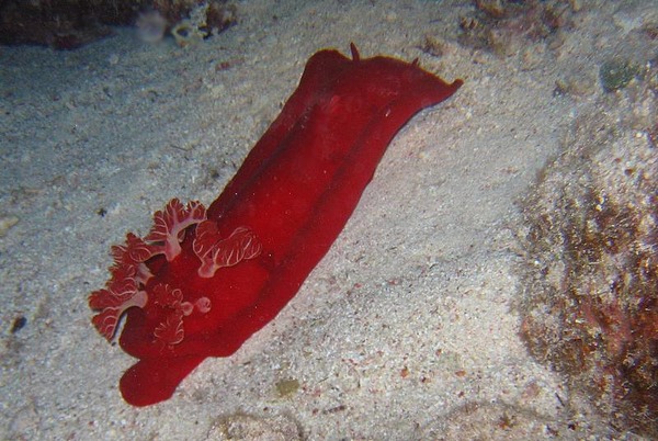 Nudibranch - Spanish Dancer