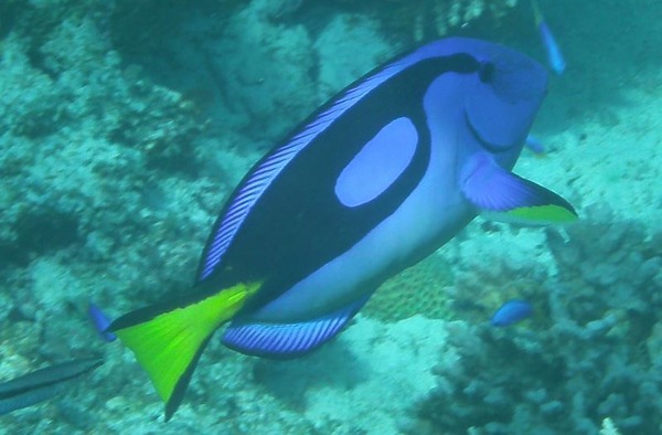 Surgeonfish - Palette Surgeon