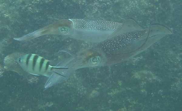 Cephalopoda - Common Cuttlefish