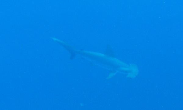 Sharks - Hammerhead