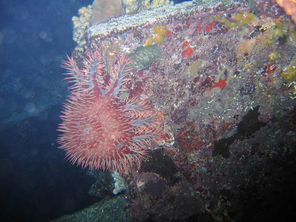 Starfish - Crown of Thorn Starfish