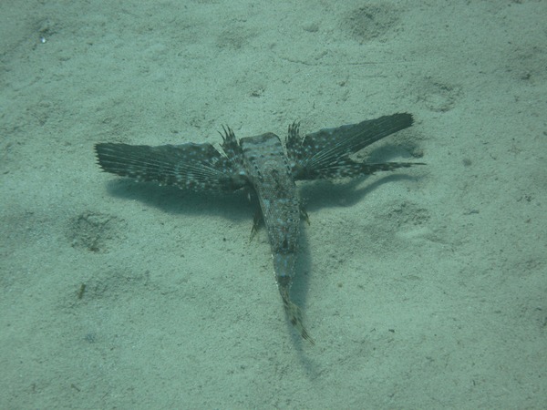 Flying Gurnard - Flying Gurnard