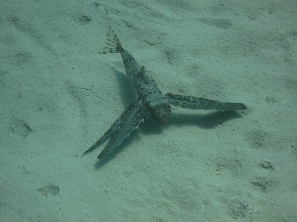 Flying Gurnard - Flying Gurnard