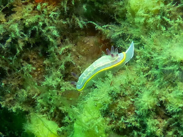 Nudibranch - Nudibranch Felimida Krohni