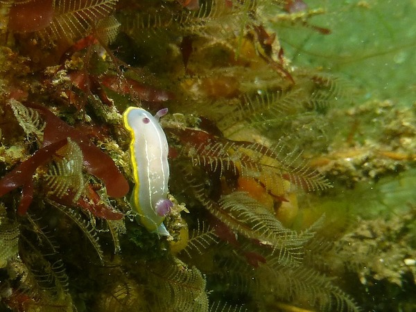 Nudibranch - Nudibranch Felimida Krohni