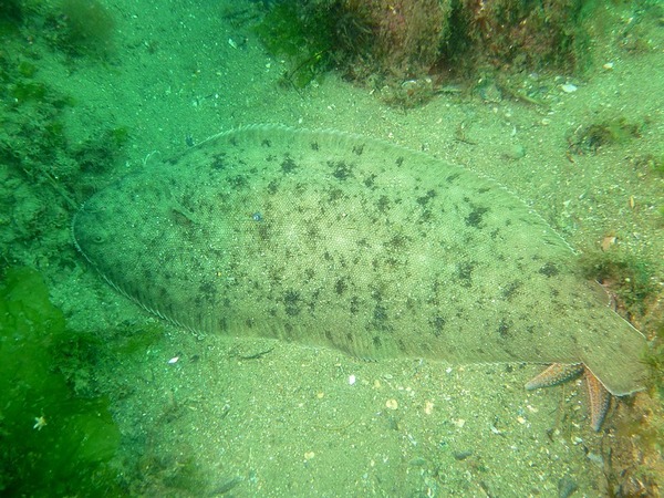 Soleidae - Common Sole