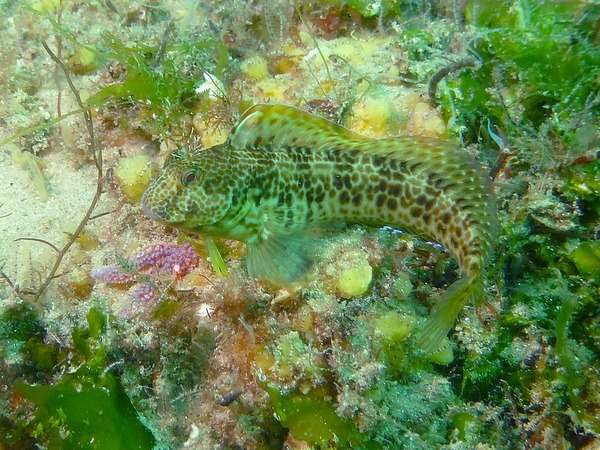 Blennies - Variable Blenny