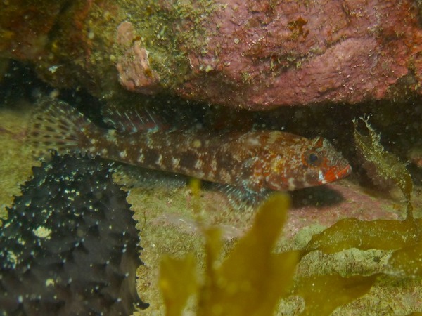 Gobies - Red mouth goby