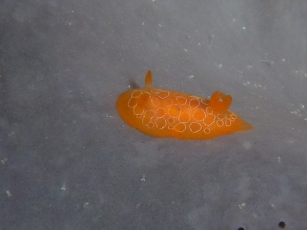 Nudibranch - Nudibranch Discodoris rosi