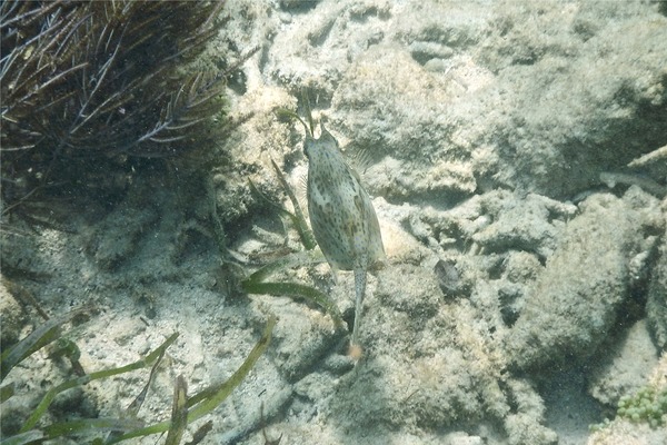 Trunkfish - Scrawled Cowfish