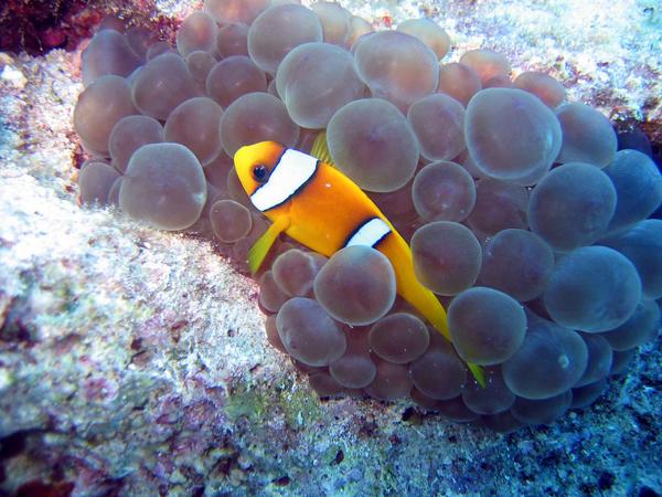 Damselfish - Red Sea Anemonefish