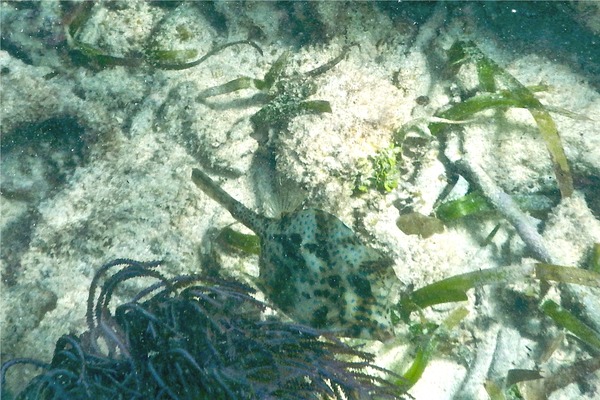 Trunkfish - Scrawled Cowfish