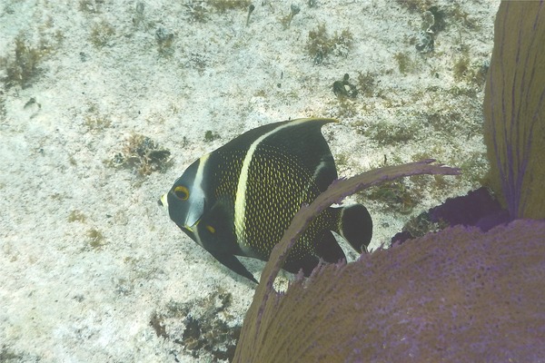 Angelfish - French Angelfish