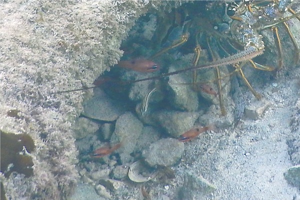 Cardinalfish - Oddscale Cardinalfish