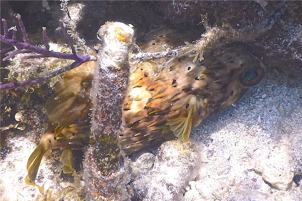 Porcupinefish - Balloonfish