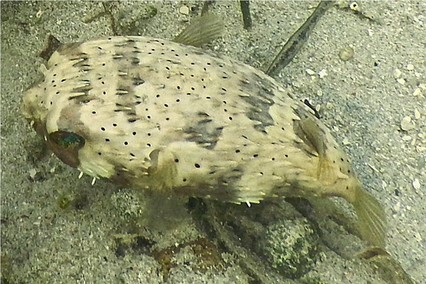 Porcupinefish - Balloonfish