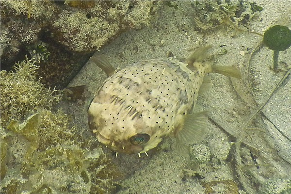 Porcupinefish - Balloonfish