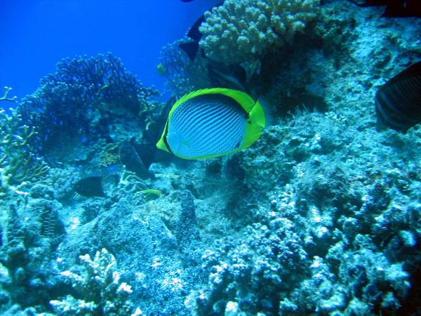 Black Backed Butterflyfish