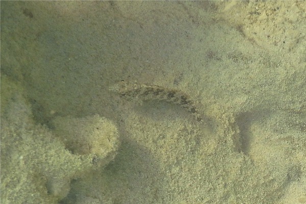 Blennies - Rosy Blenny