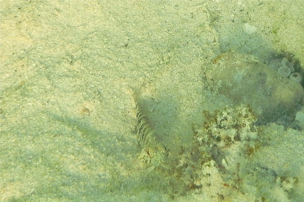 Blennies - Dusky Blenny