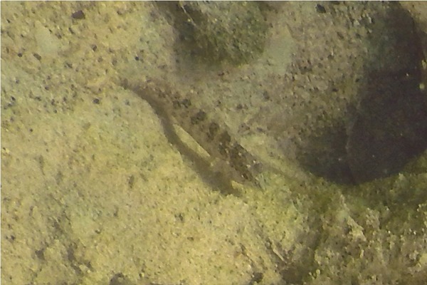 Blennies - Rosy Blenny